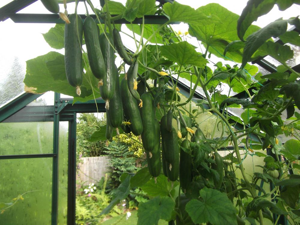 Harvest cucumbers under glass