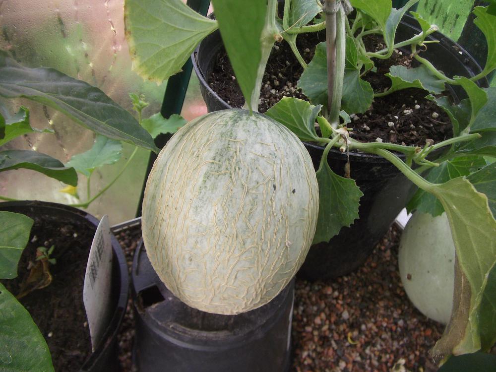 Melons need support!