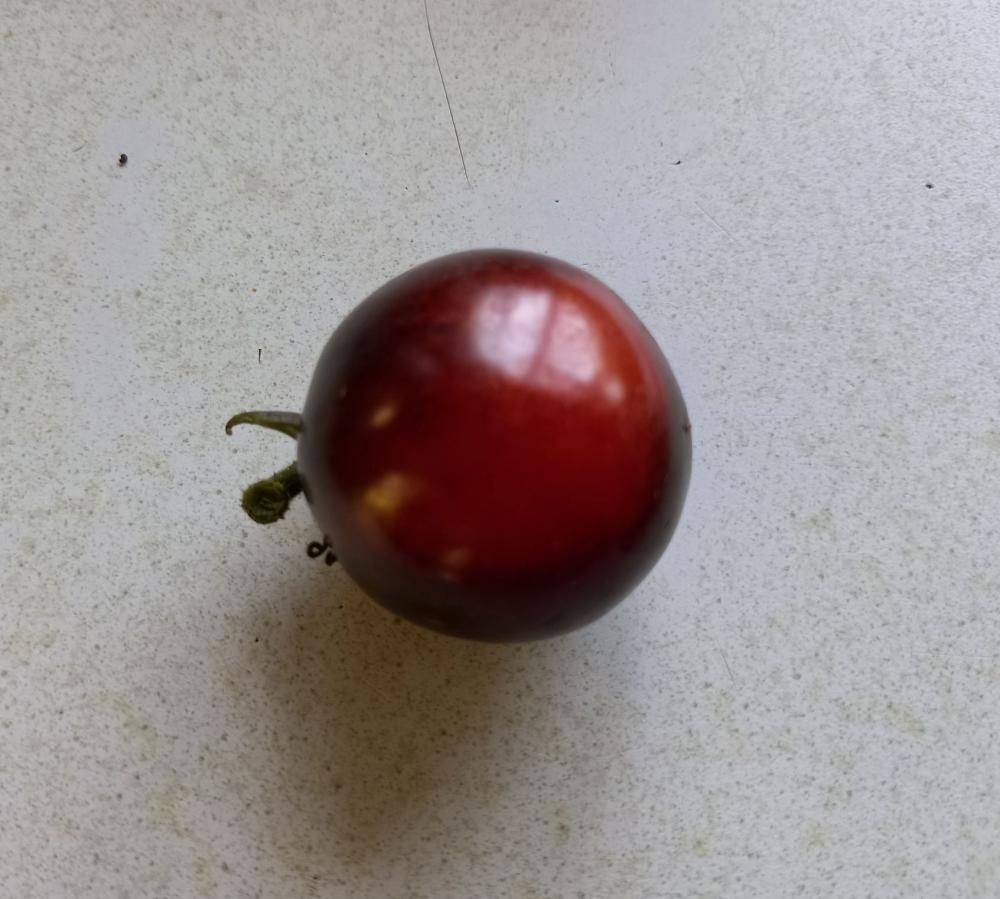 Black tomatoes will eventually ripen