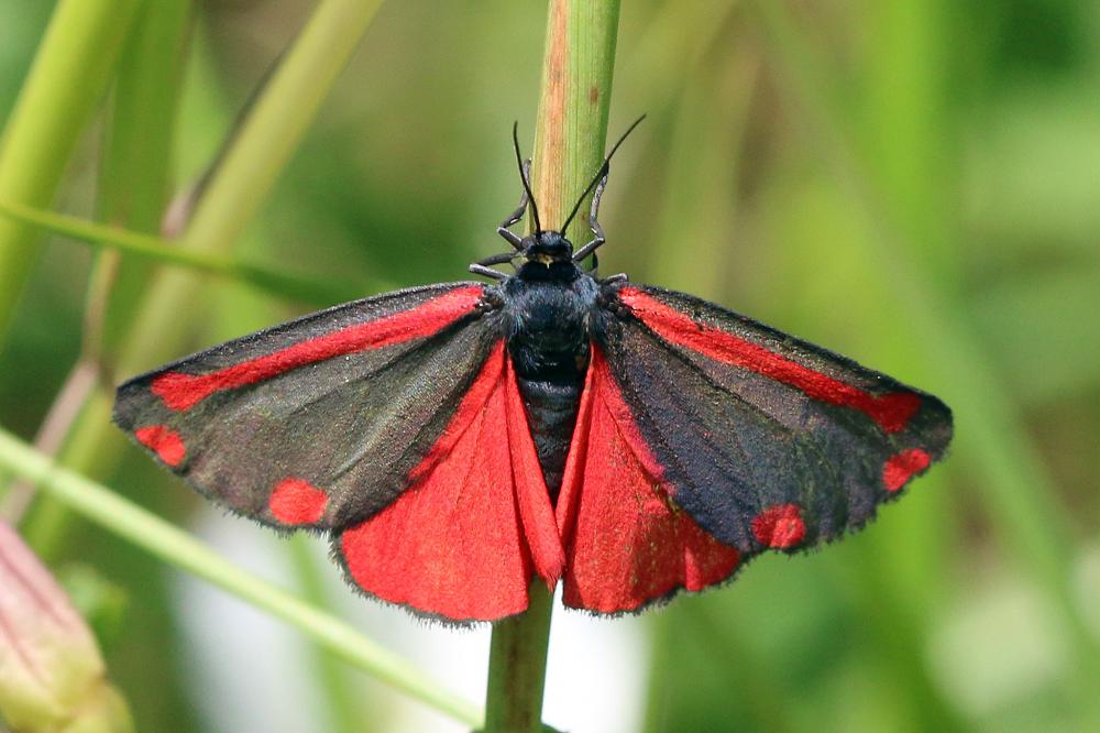 Recognise Cinnabar moths