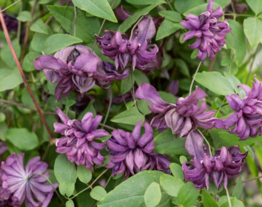 Clematis viticella' Mary Rose'