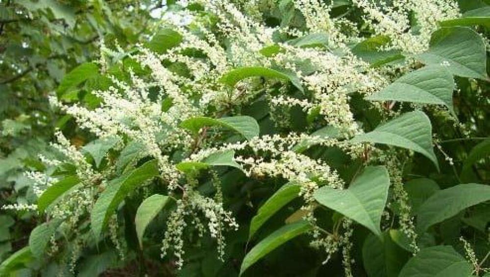 Recognise Japanese knotweed