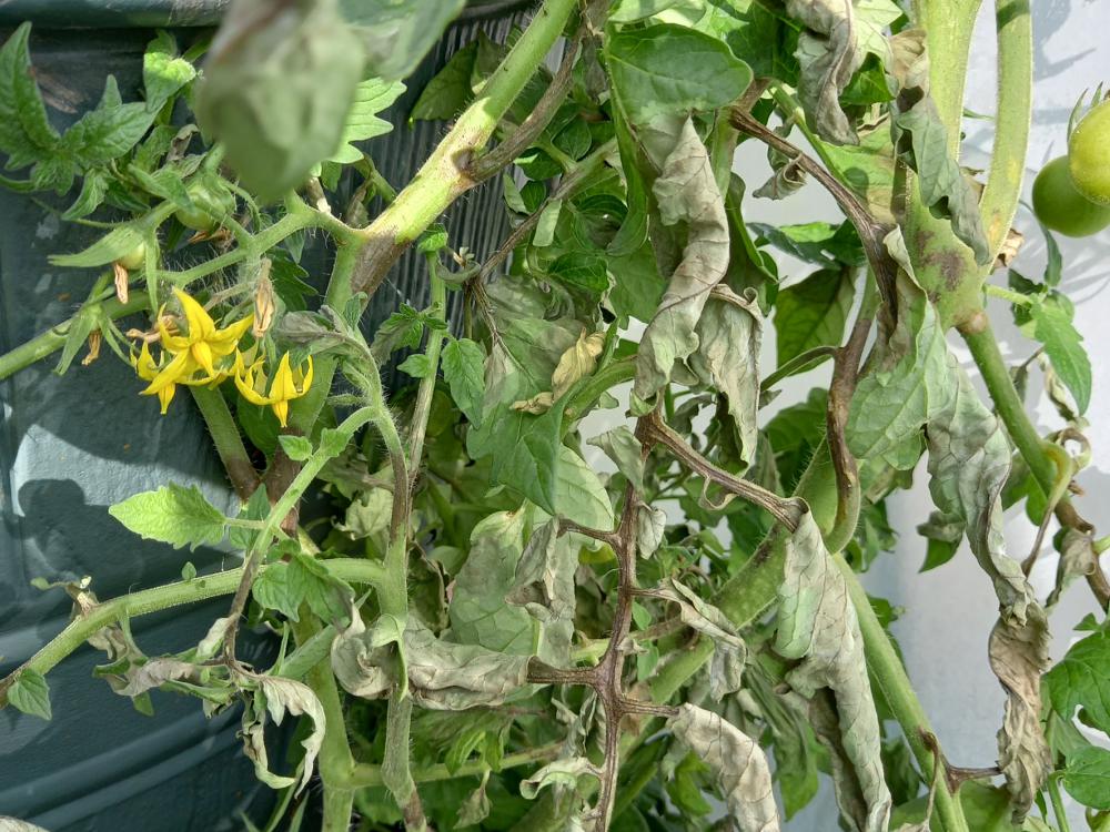 Blight can devastate tomatoes