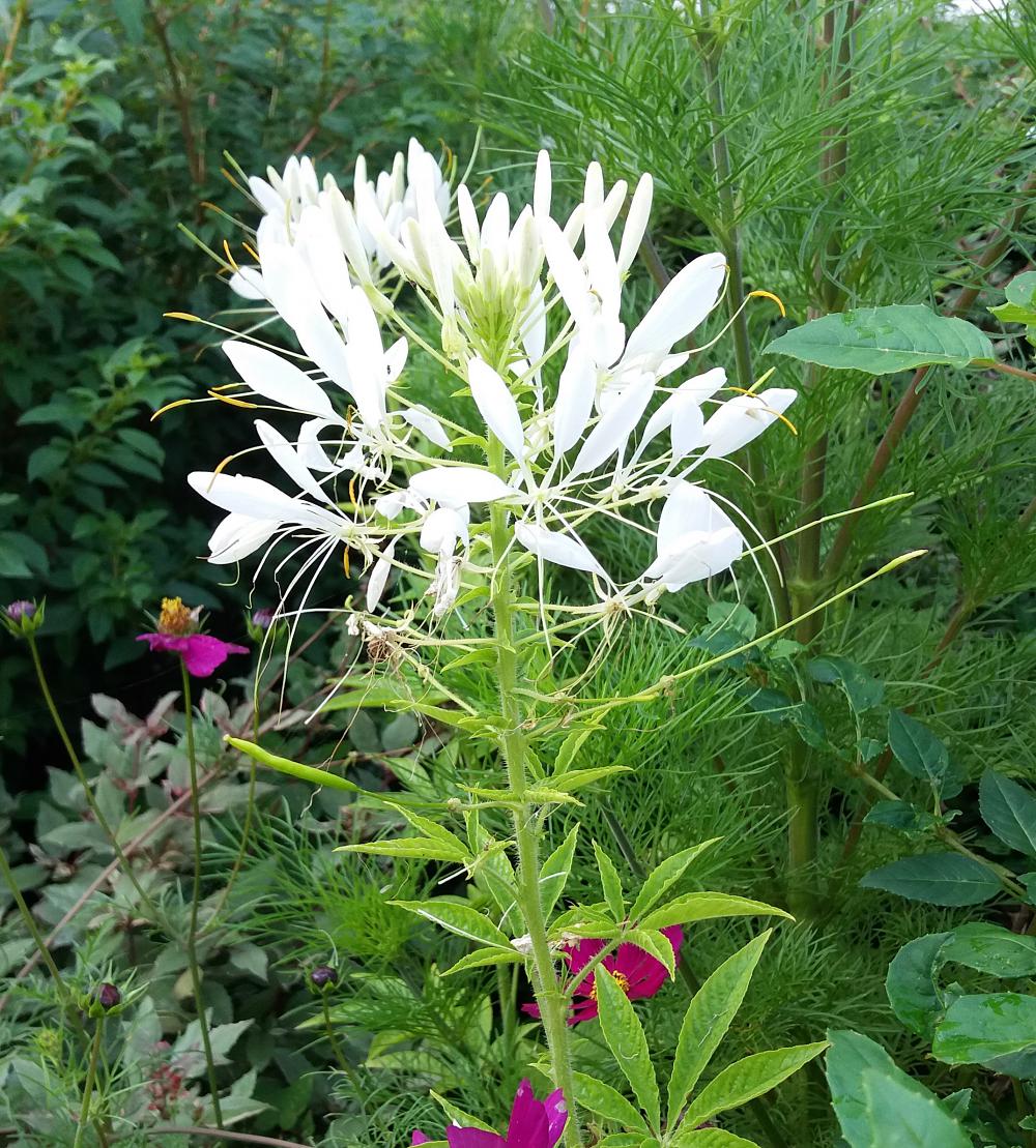 Cleome 'Helen Campbell'