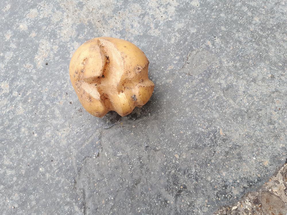 Drought can cause split potatoes