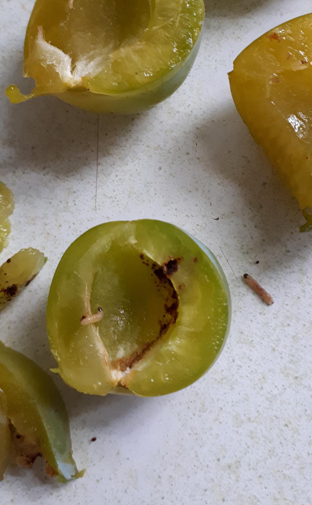 watch for pests in plums
