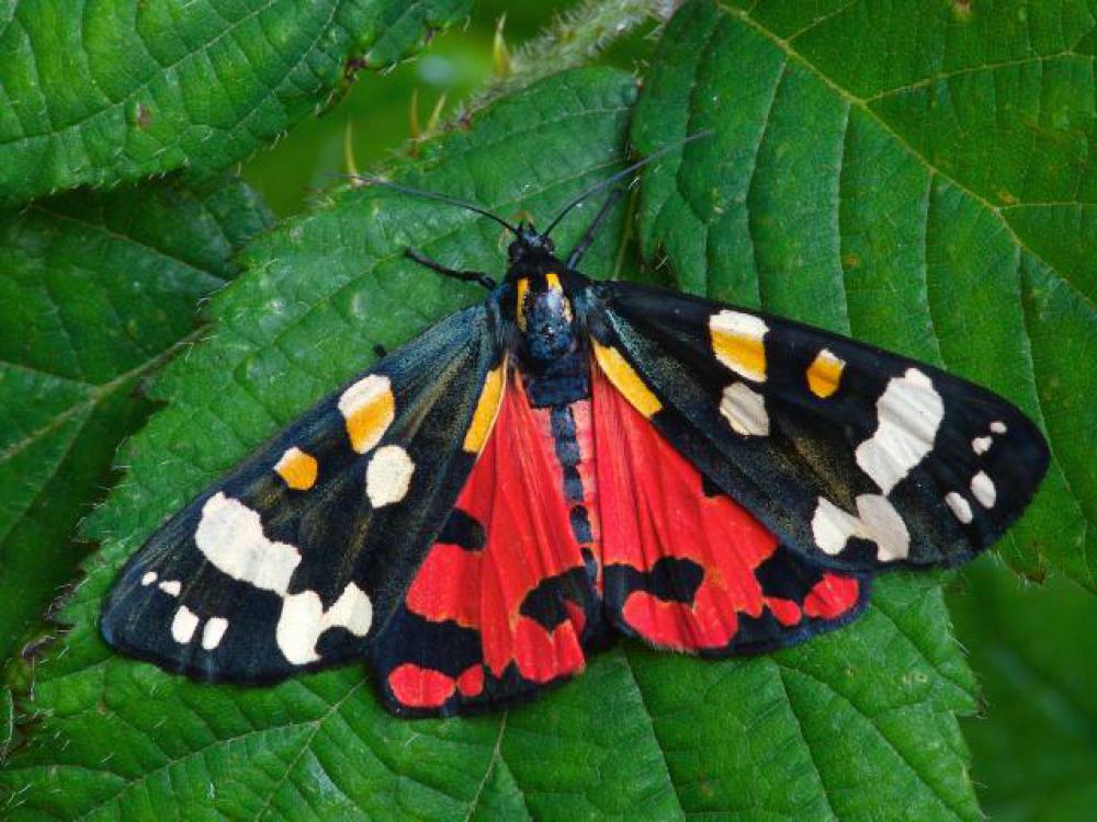 Recognise the Scarlet Tiger Moth