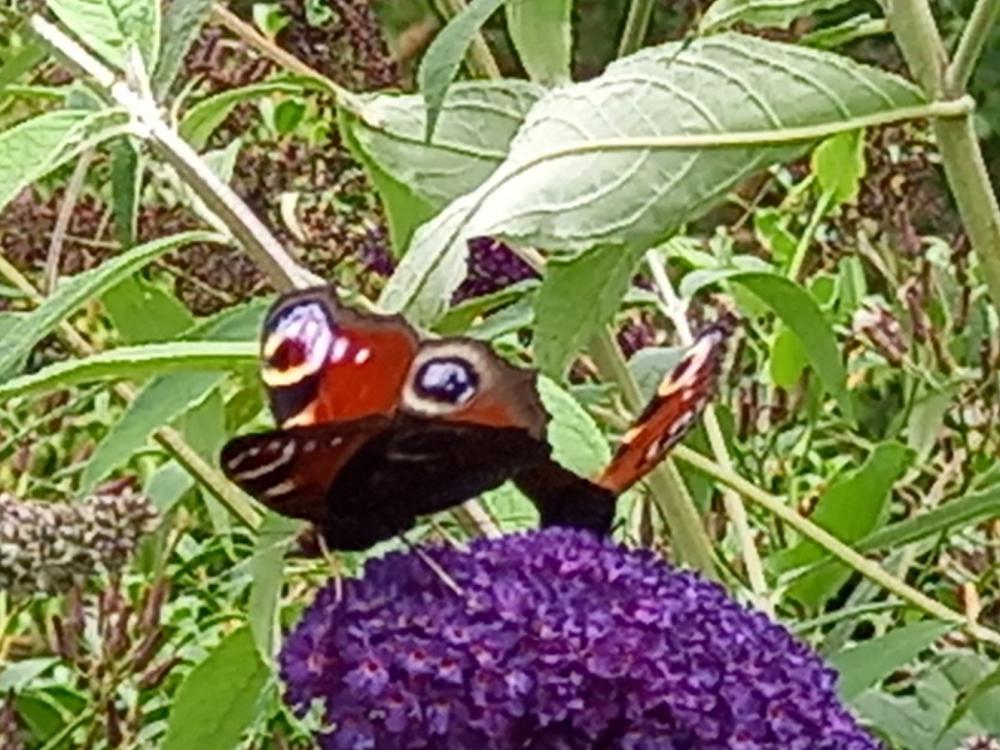 Recognise the European Peacock buttterfly