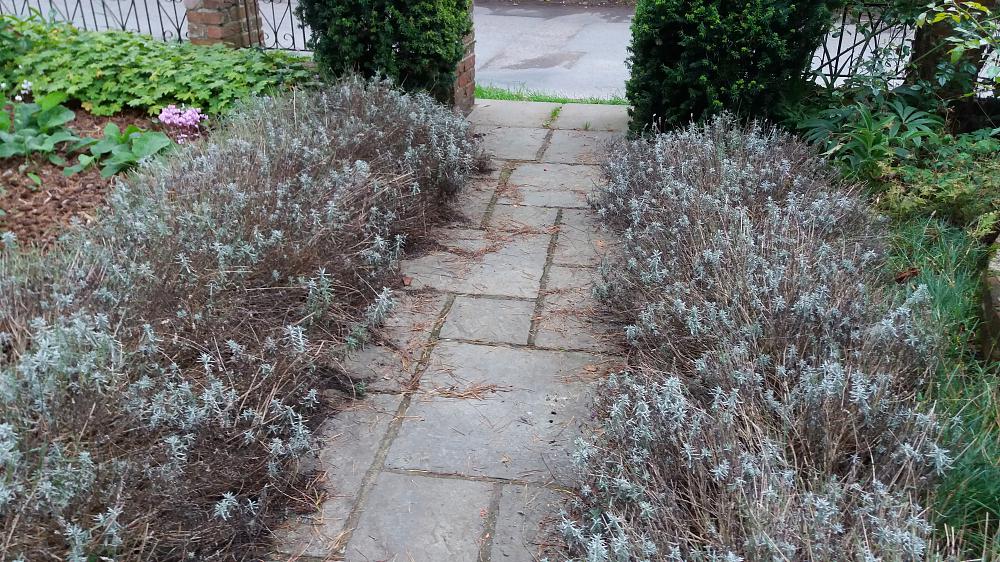 cut back lavender hedges