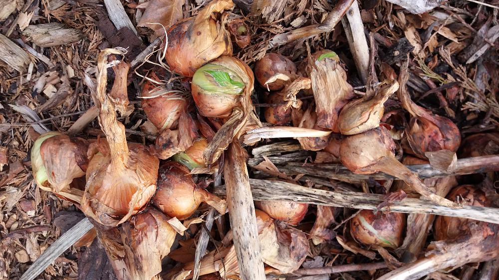 'Cure' onions for storage