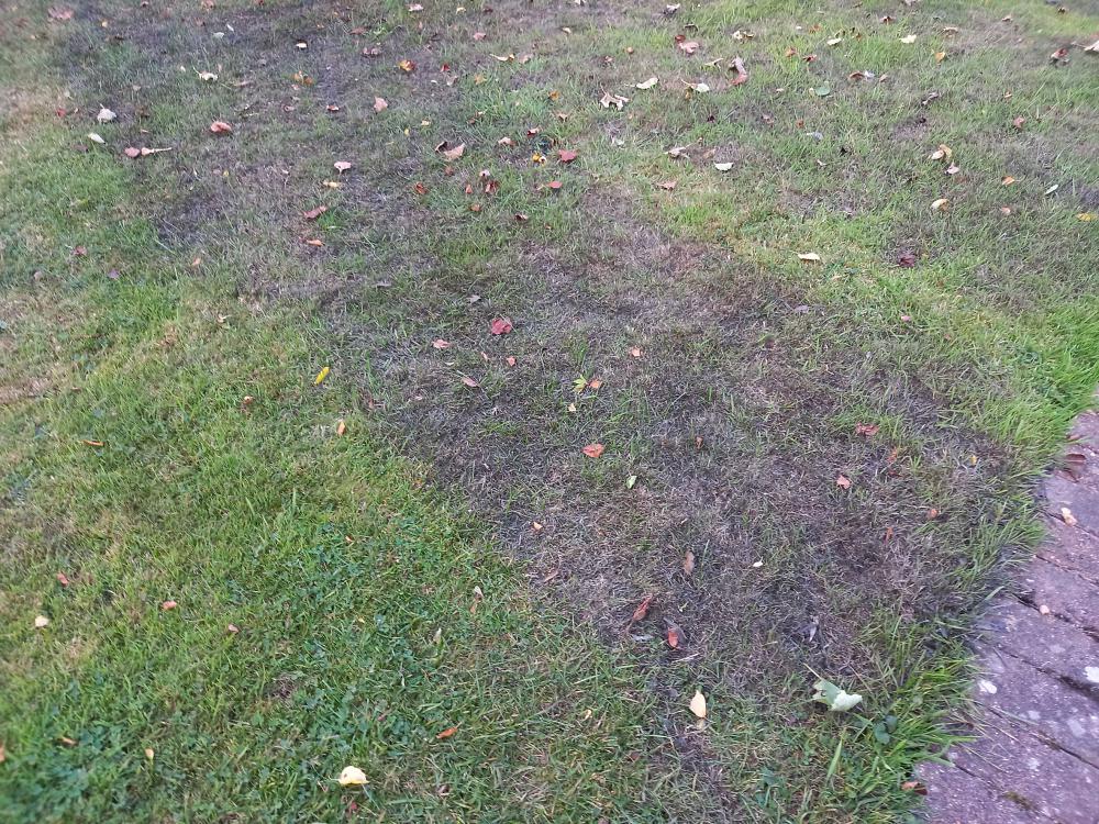 Deal with moss in lawns