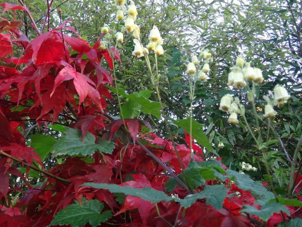 Flowers can offset autumn colour