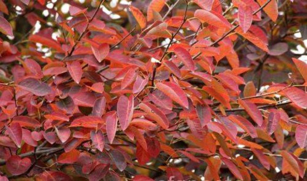 Choose shrubs for autumn colour