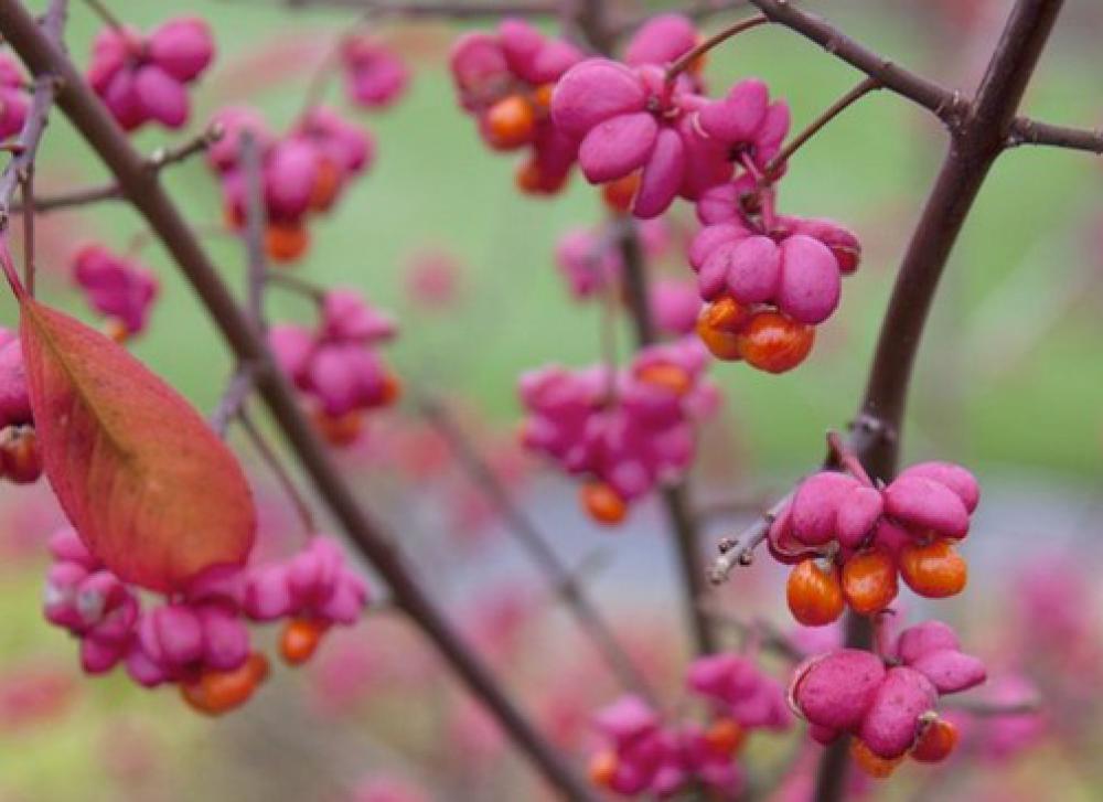 Some shrubs give you berries and autumn leaves