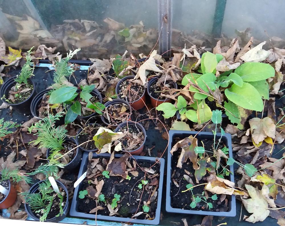 Clear leaves out of coldframes