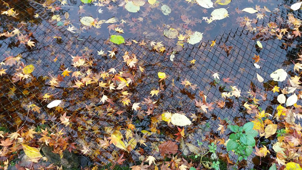 Net ponds against falling leaves