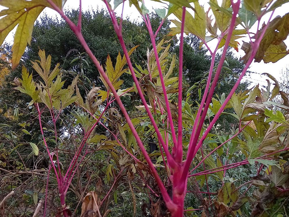 leaf stalks can give autumn colour
