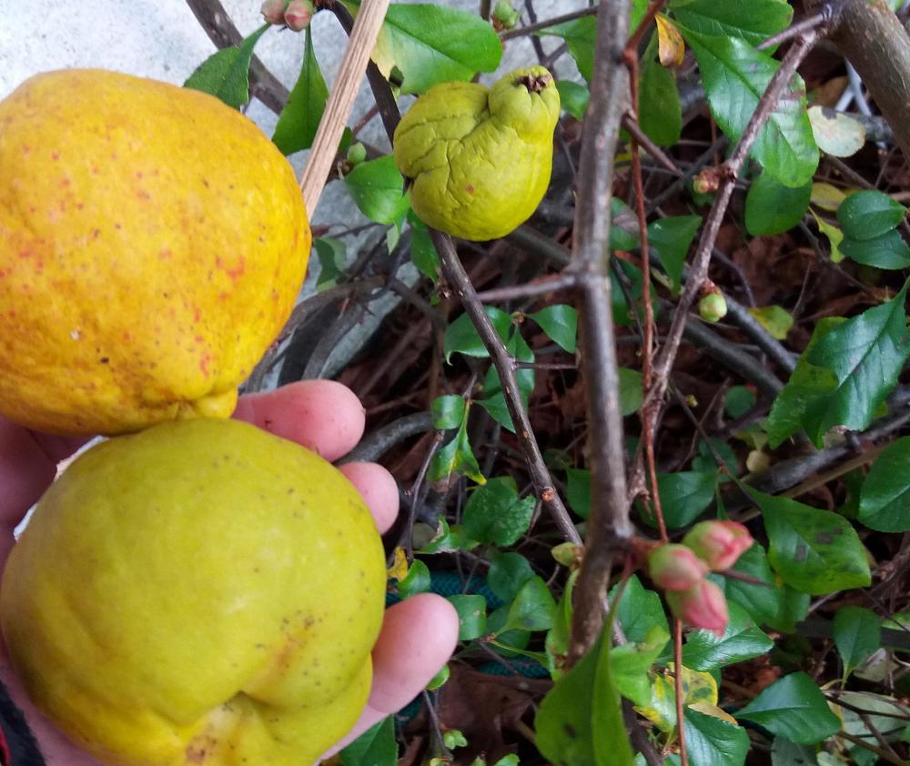 Know your quinces: Chaenomeles