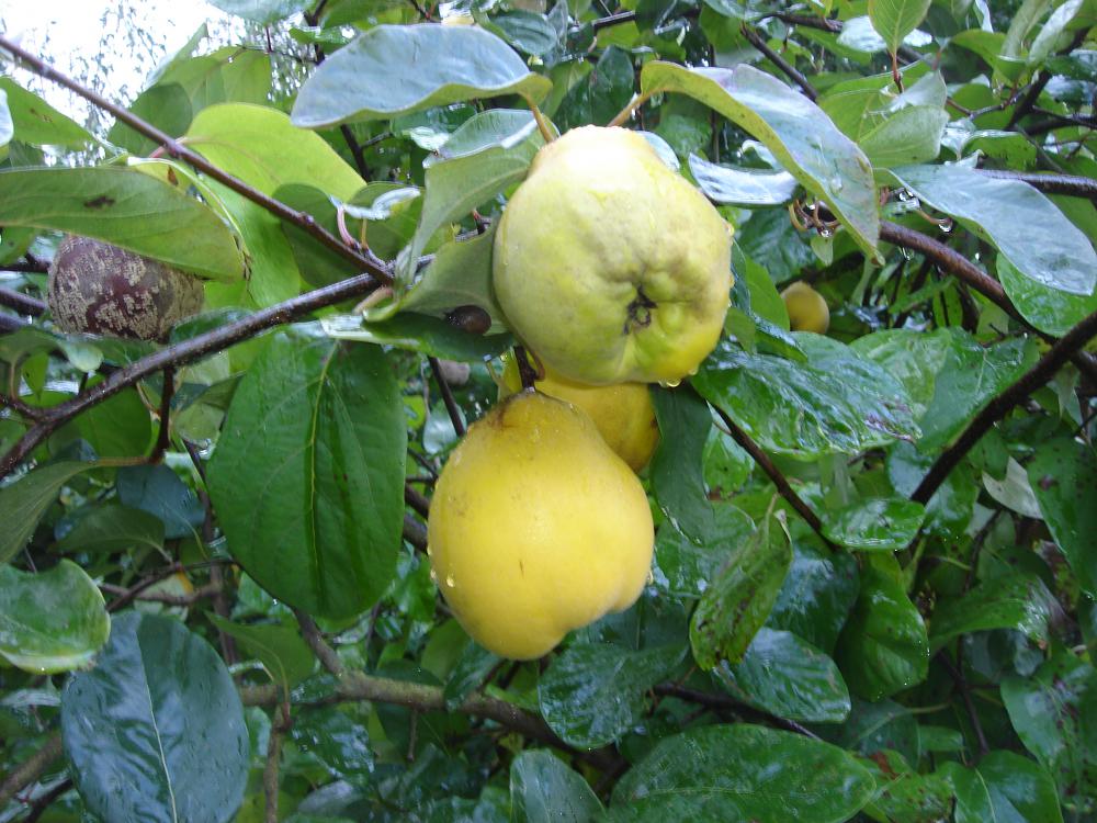 Know your quinces: Cydonia