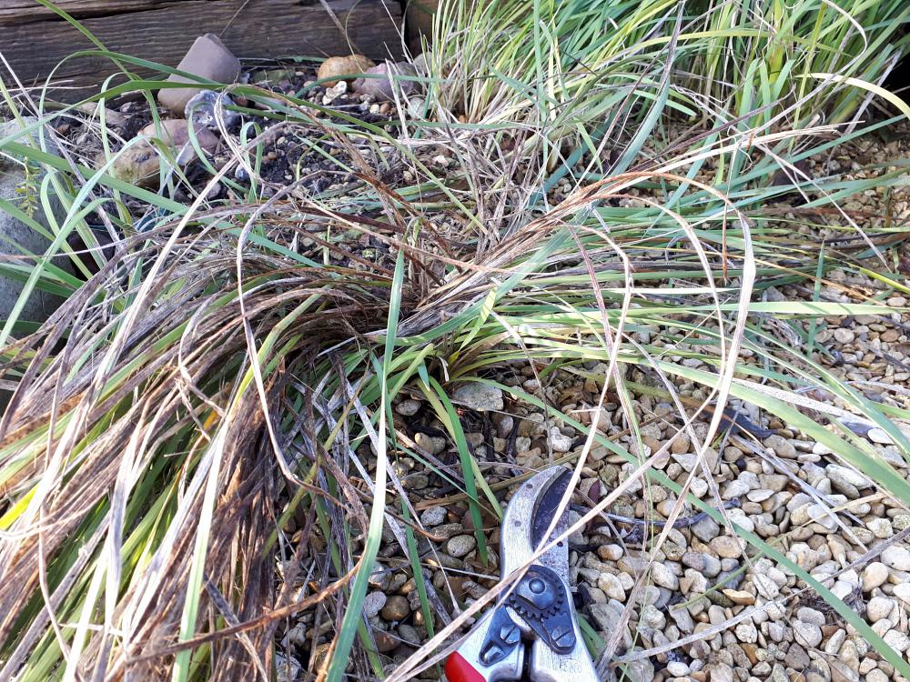 Use secateurs on some dead leaves