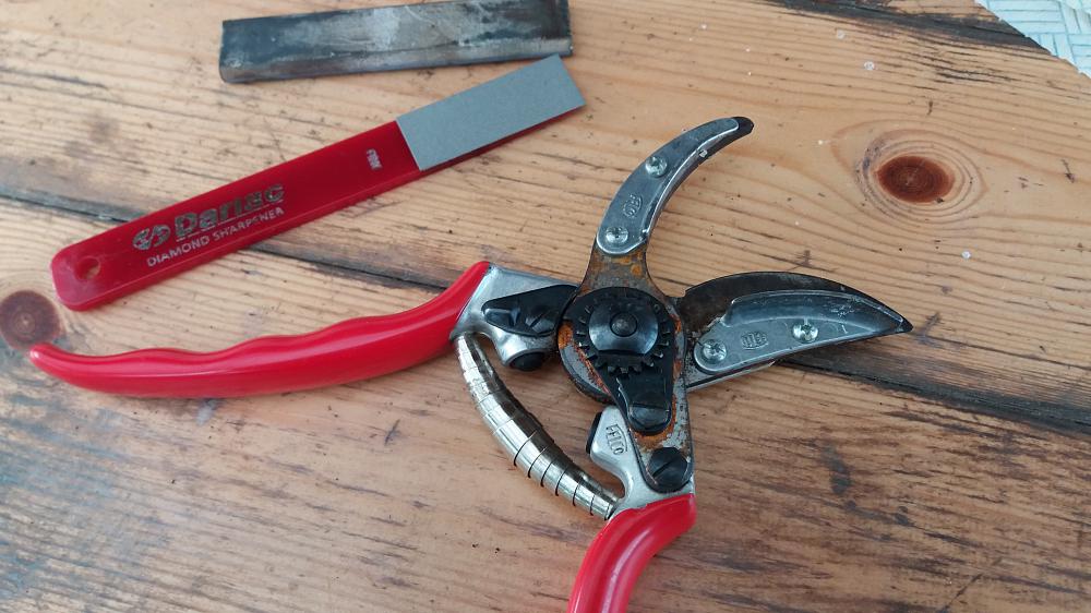 Clean and sharpen secateurs