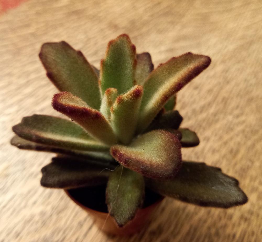 Succulent can have hairy leaves