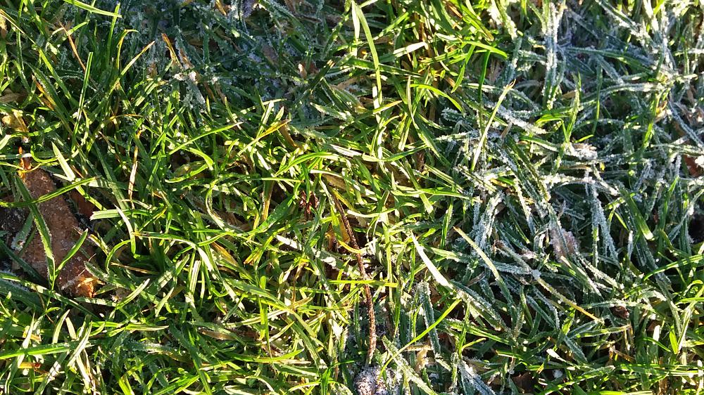 Frosted grass will  soon recover