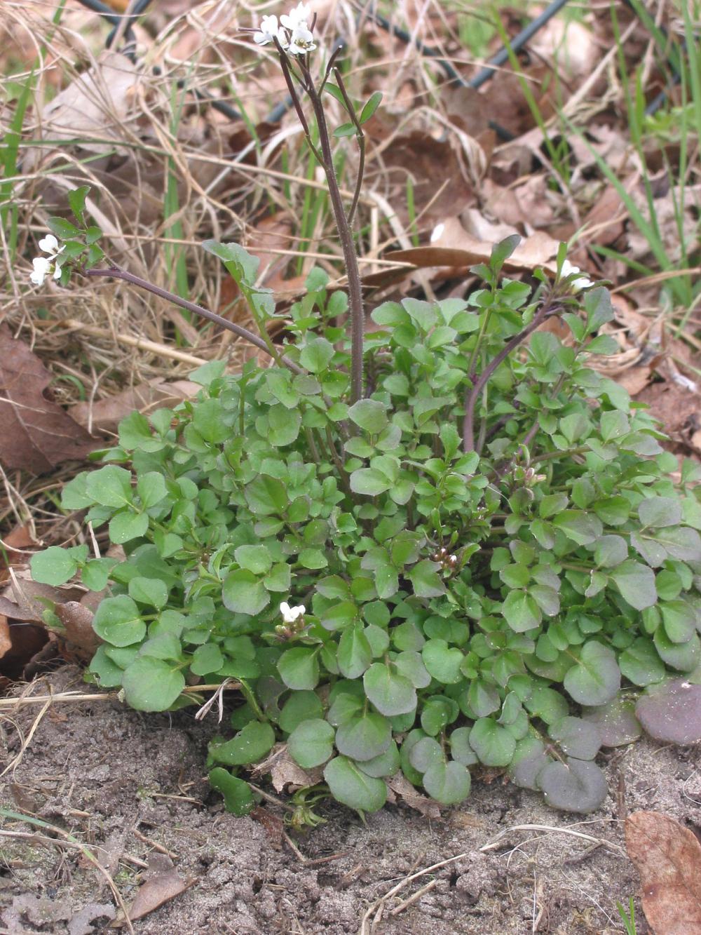 Watch out for Cardamine hirsuta
