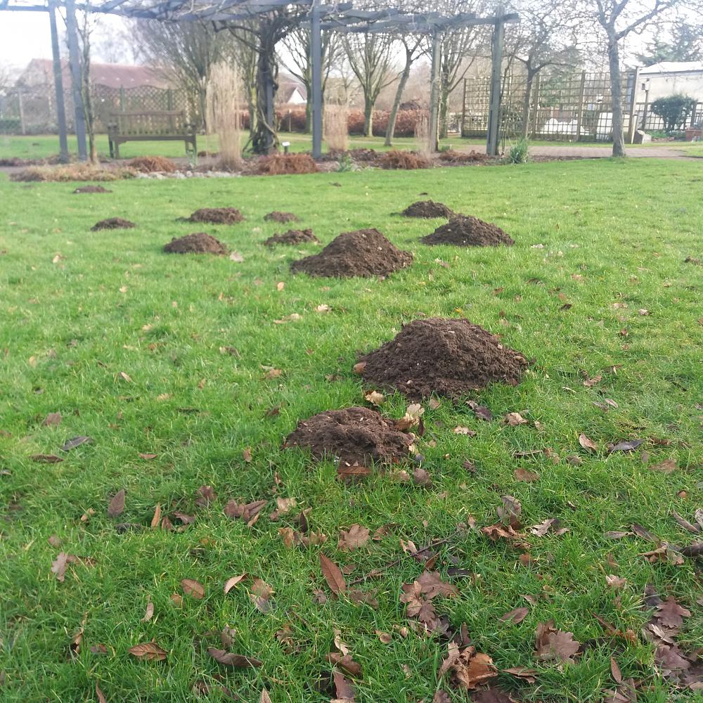 Learn To Live With Moles Best In Horticulture learn-to-live-with-moles-best-in-horticulture