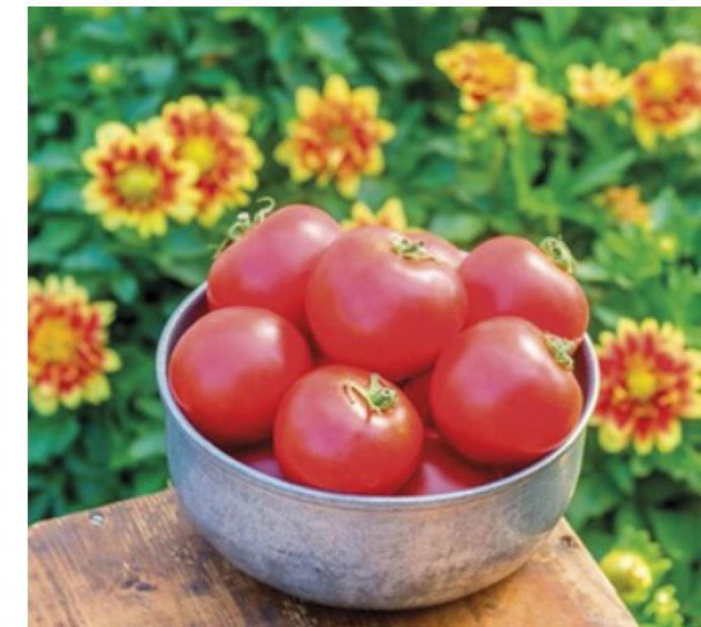 Look for blight-resistant tomatoes