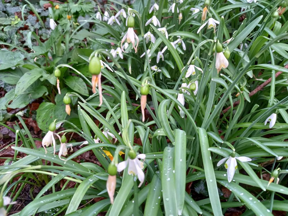 Divide snowdrops 'in the green'