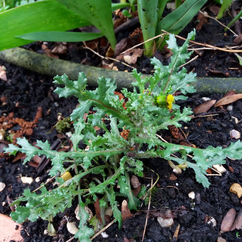 Recognise groundsel