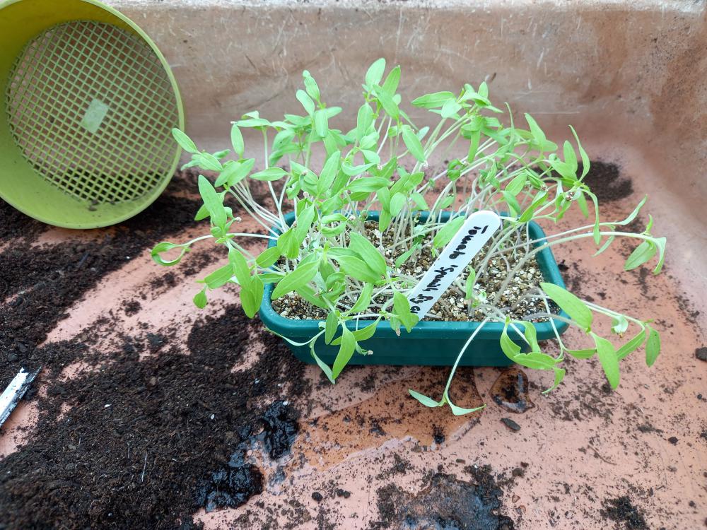Drop tomato seedlings