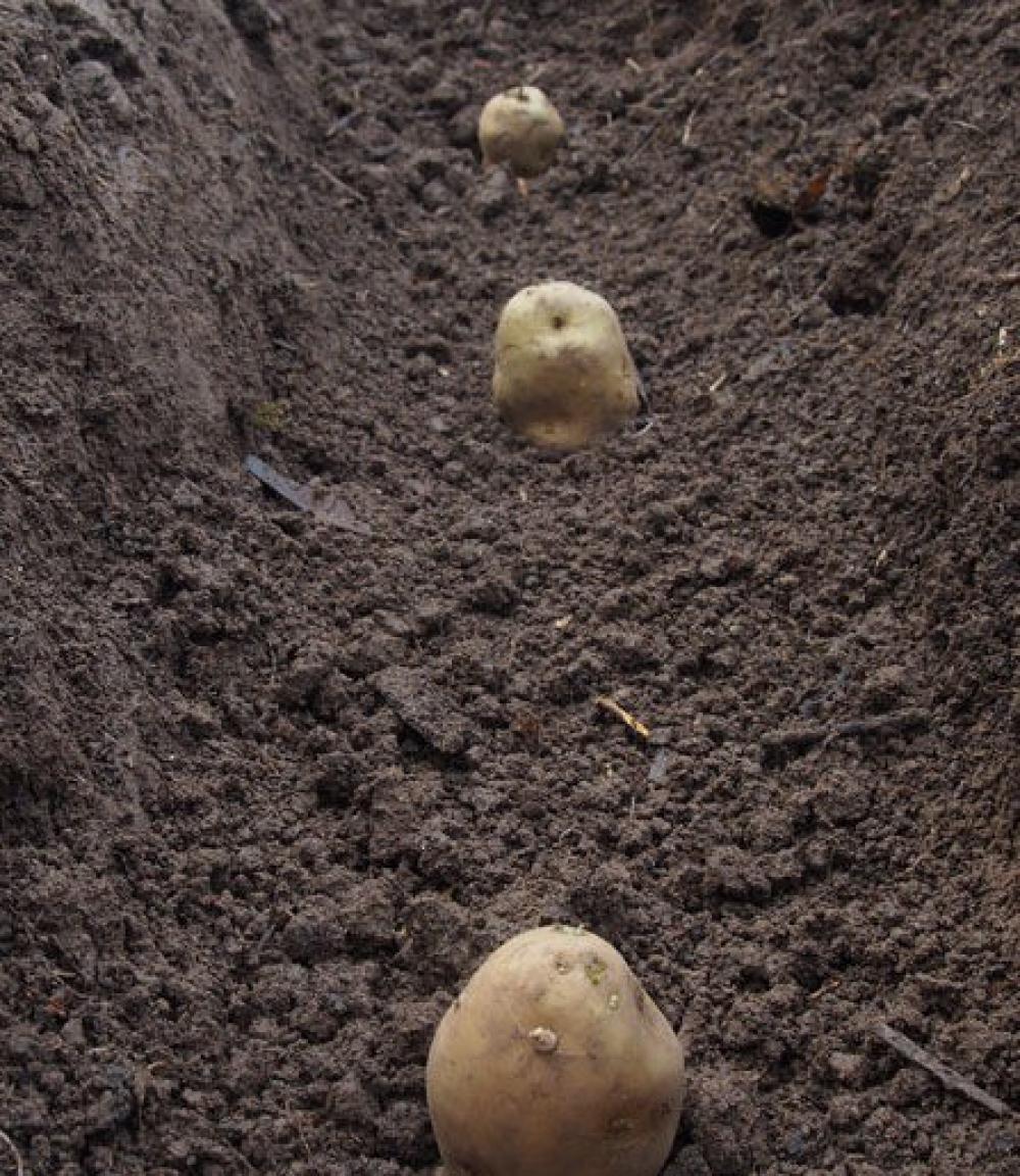 Plant new potatoes