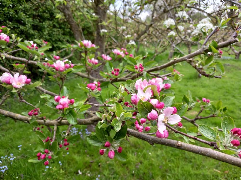 Apple blossom needs pollinators