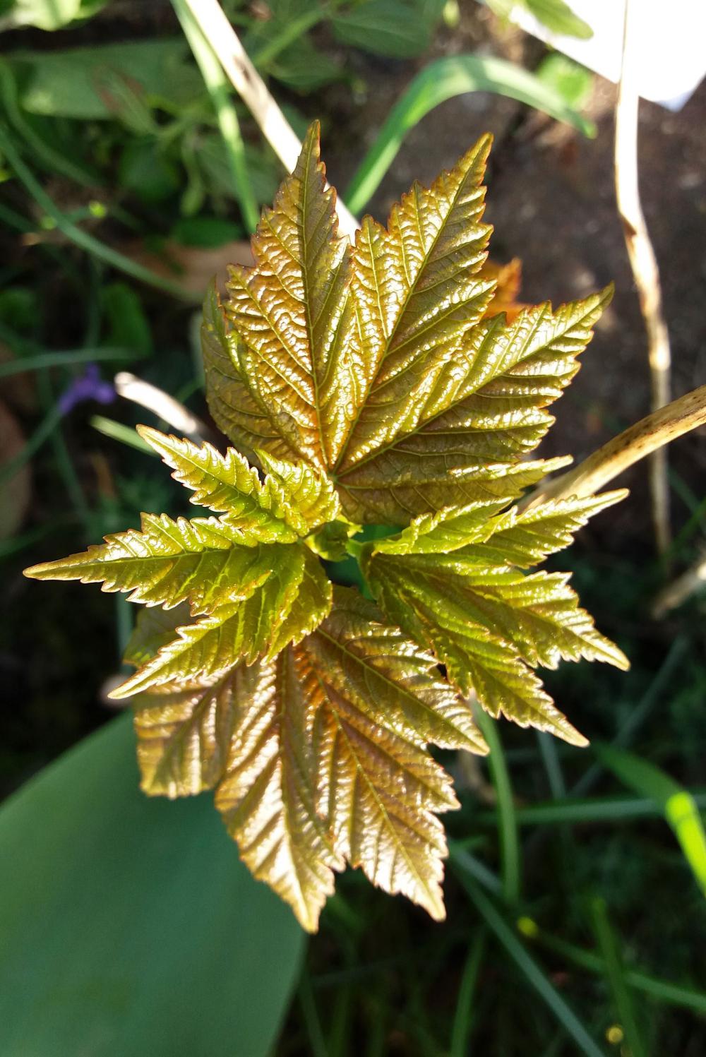 A week of weeds - Acer pseudoplatanus