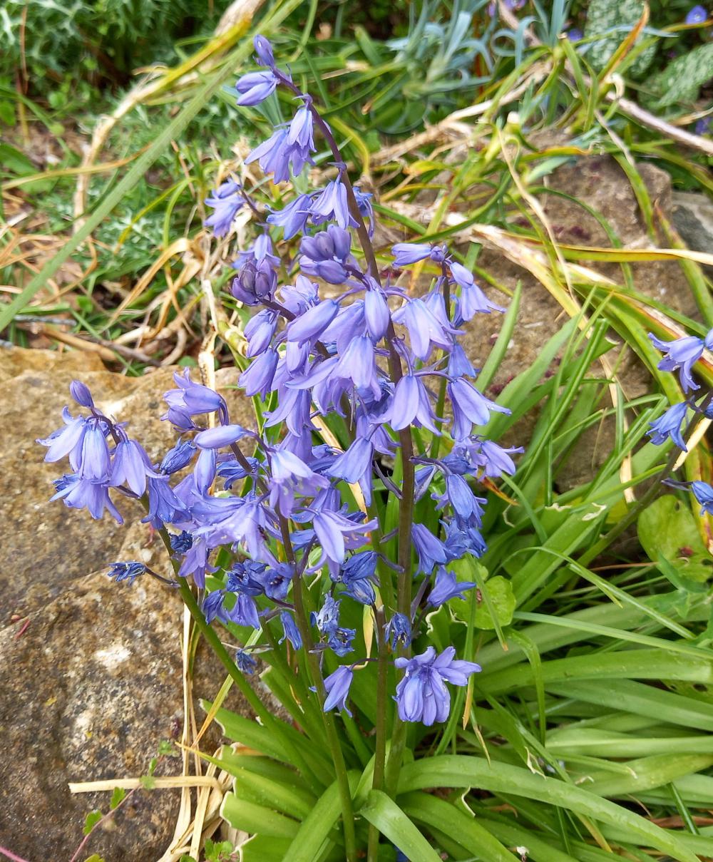 A week of weeds - Spanish bluebells