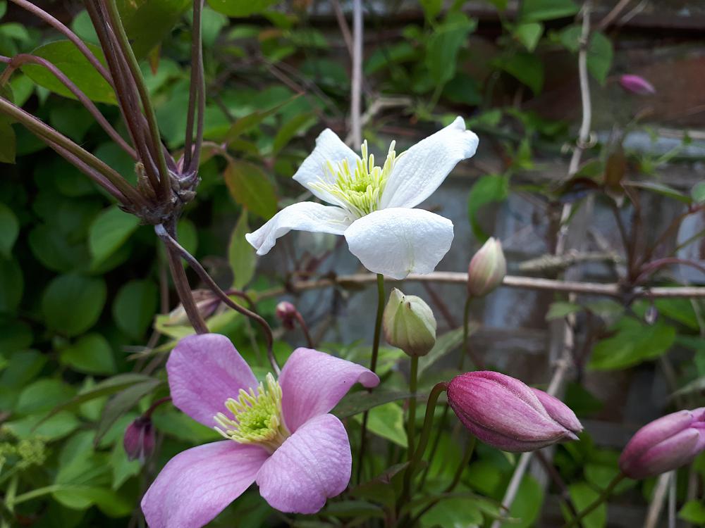 Look out for Clematis montana seedlings