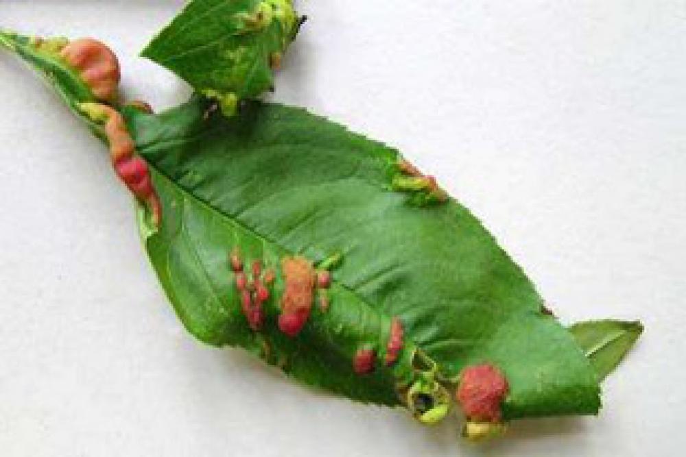 Recognise peach leaf curl