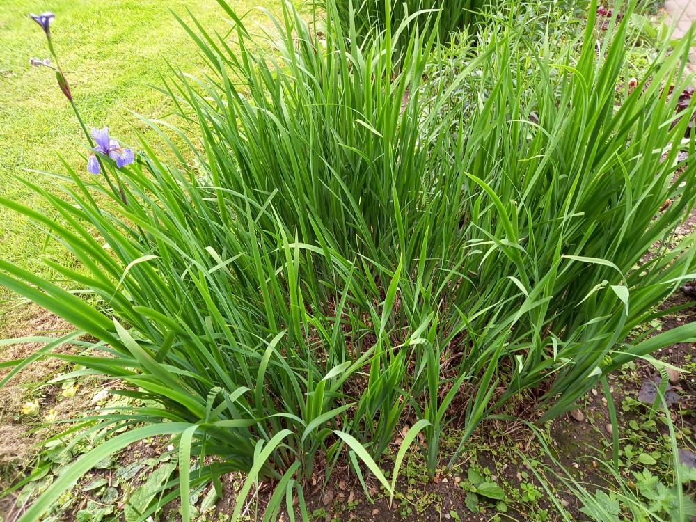 Split siberian iris
