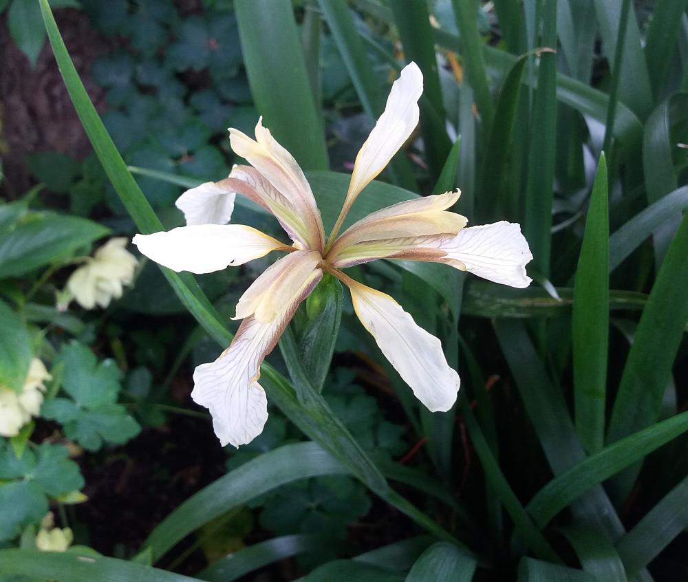 Iris foetidissima  var.citrina