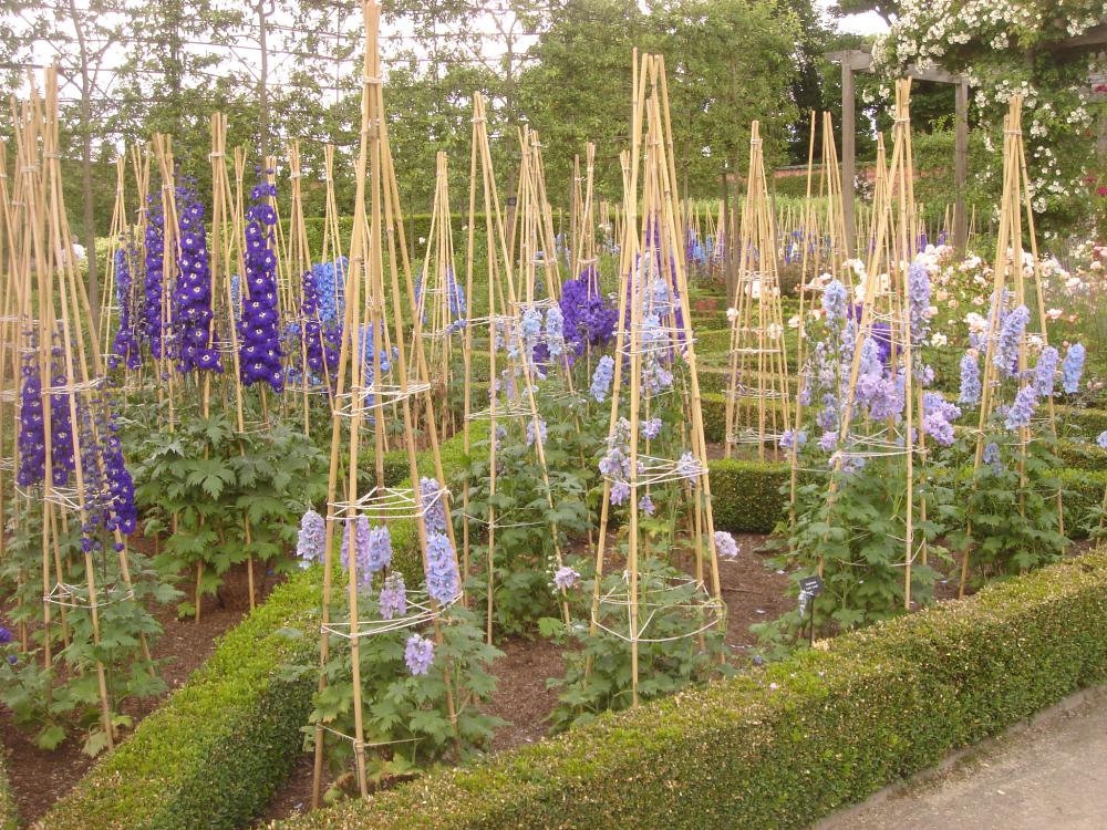 Support delphiniums (2)