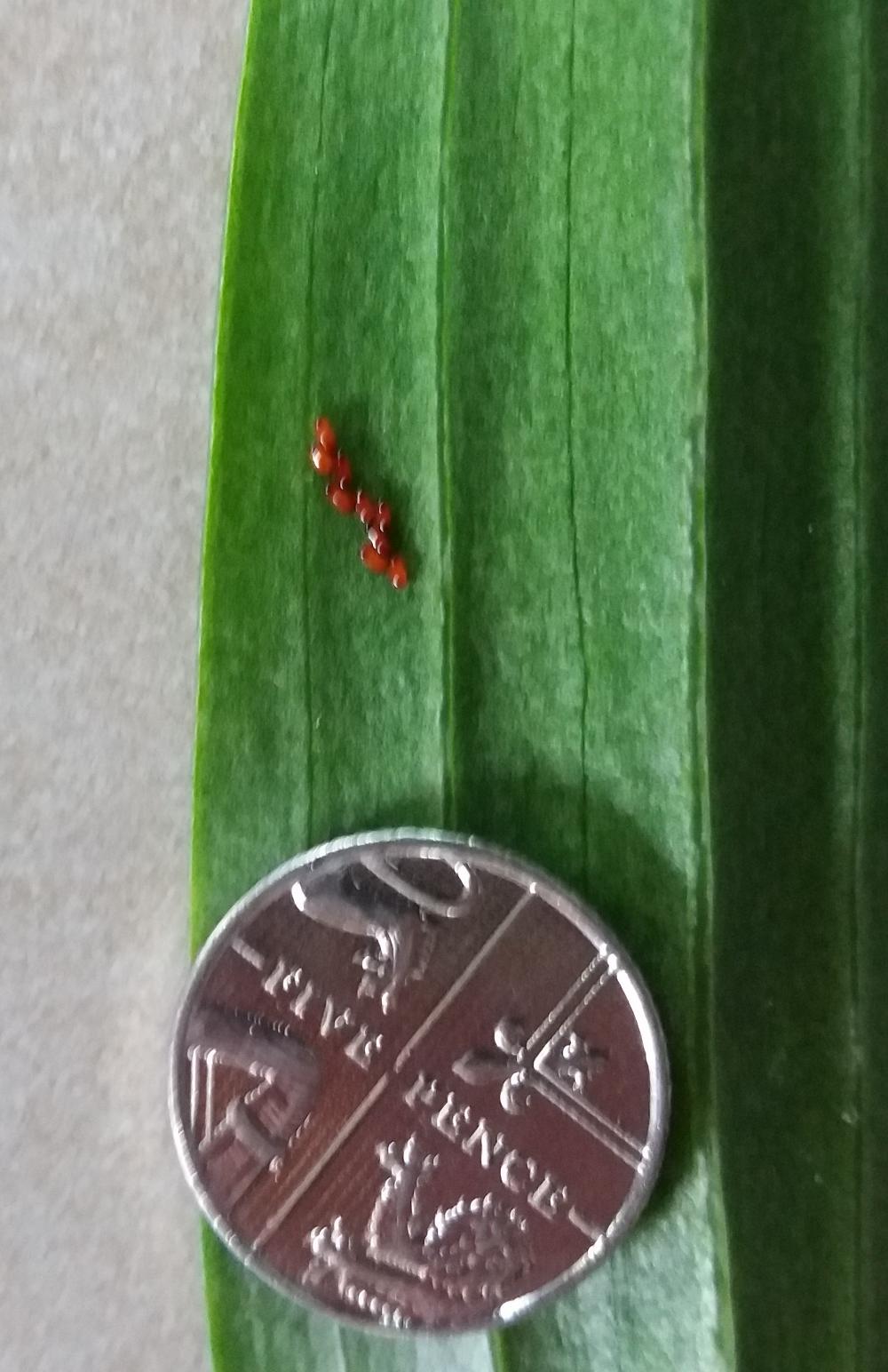 Recognise scarlet lily beetle eggs
