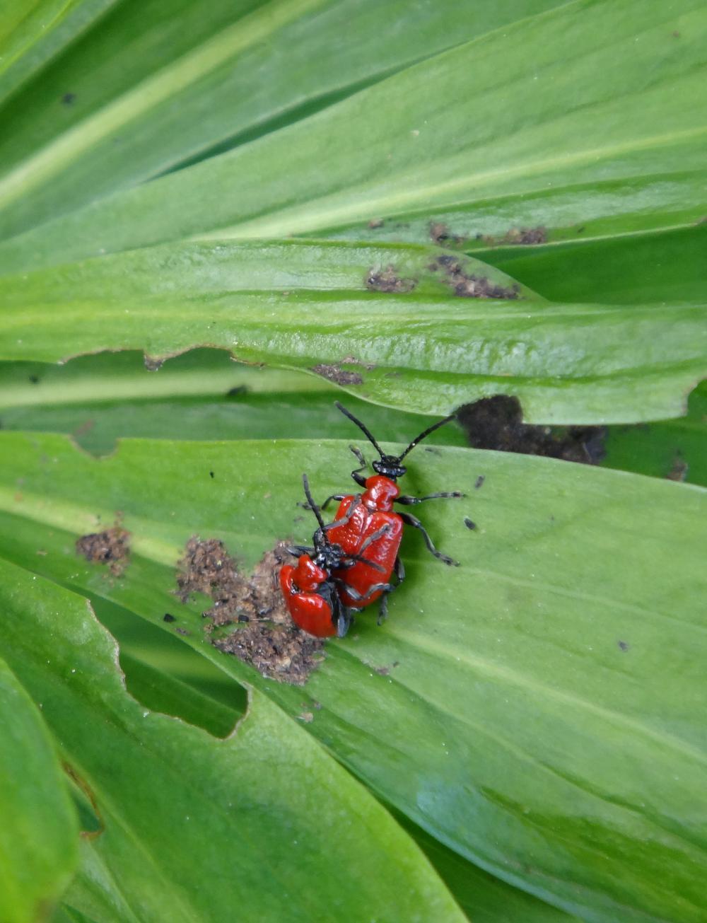 look for lily beetles