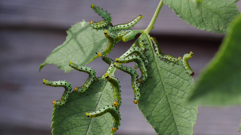 Watch for rose sawfly damage