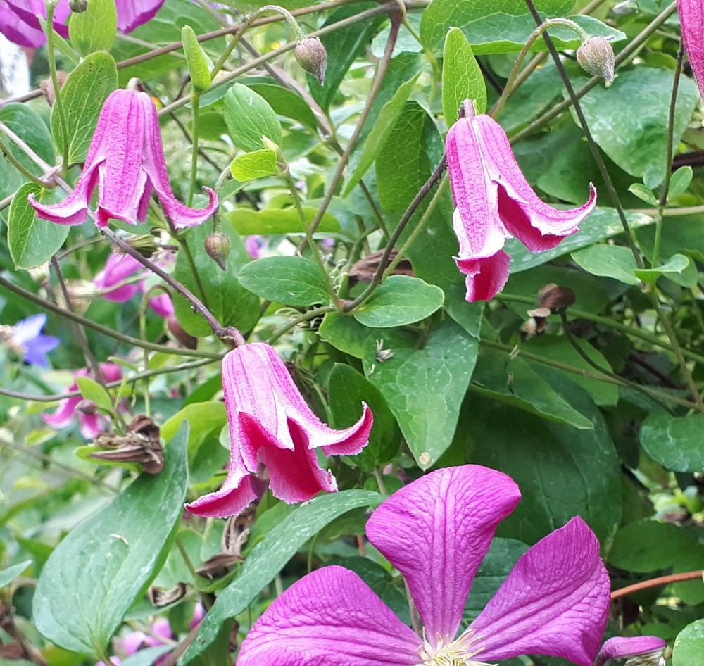 Clematis 'Etoile Rose' Best in Horticulture