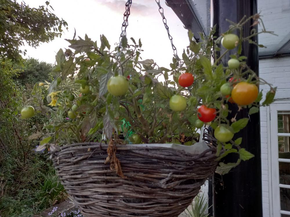 Feed your tomatoes for better crops