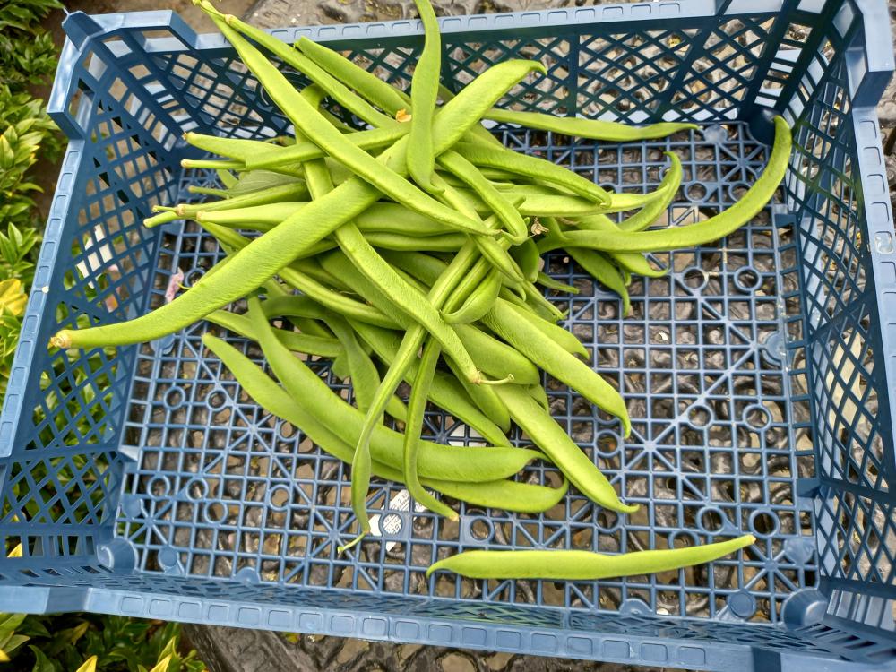 Keep Picking Runner Beans Best In Horticulture keep-picking-runner-beans-best-in-horticulture