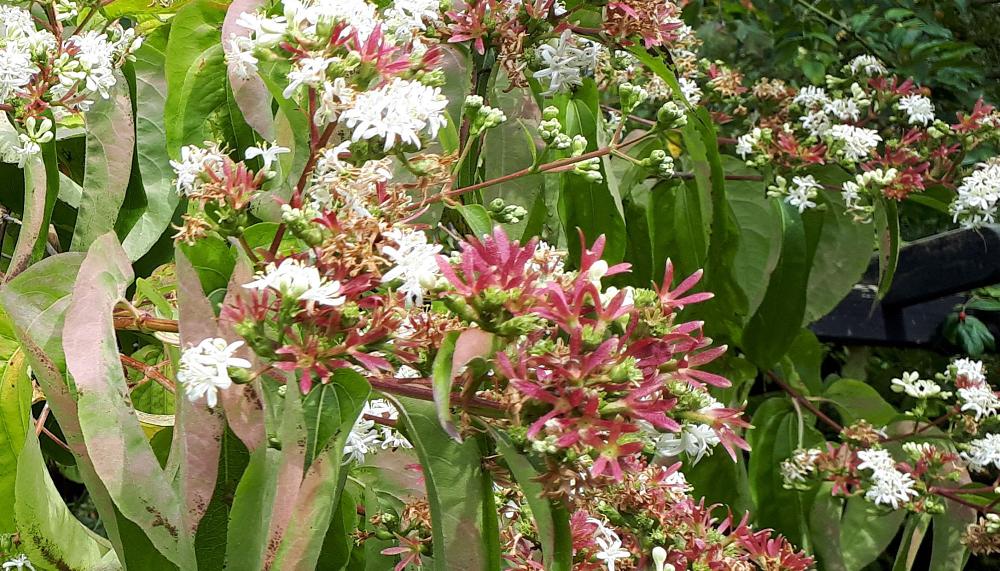 Heptacodium miconioides