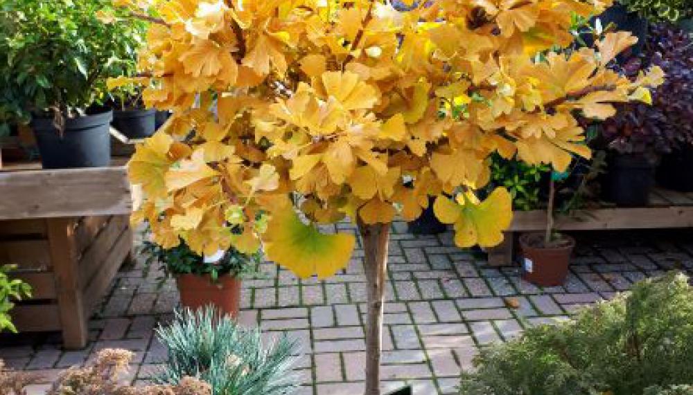 Ginkgo biloba has good autumn colour